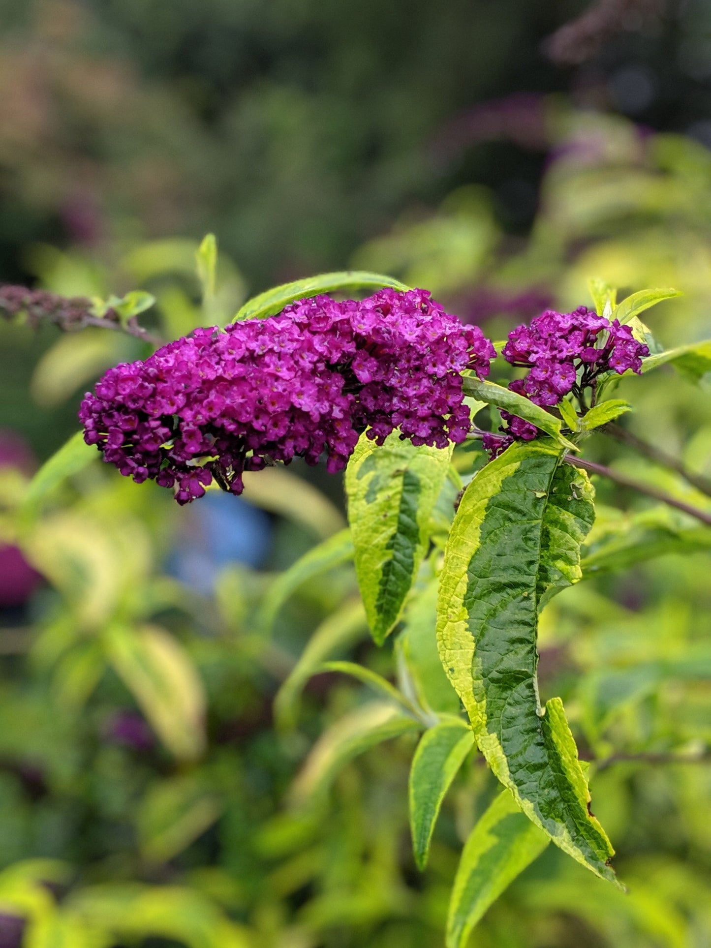 Buddleja 'Santana'