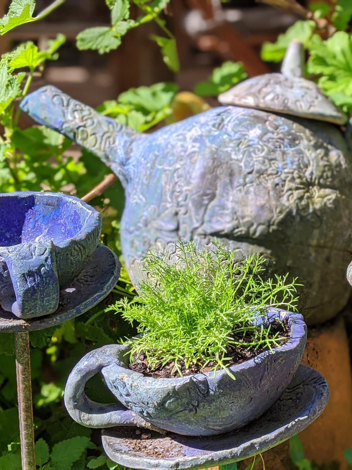german chamomile plant