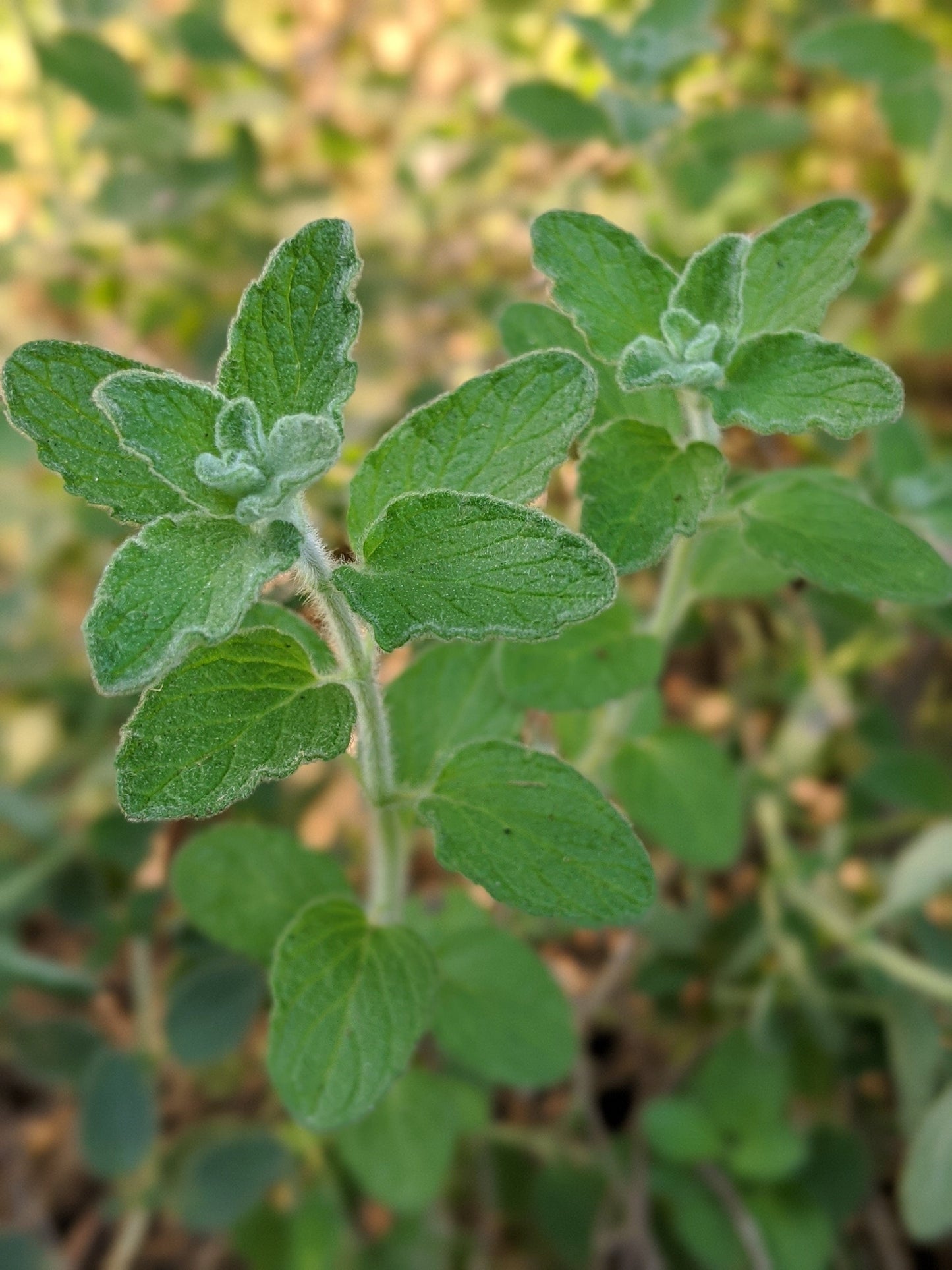 Oregano Zaatar