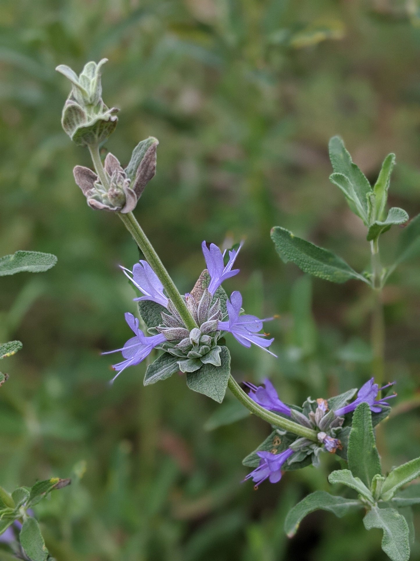Salvia 'Celestial Blue'