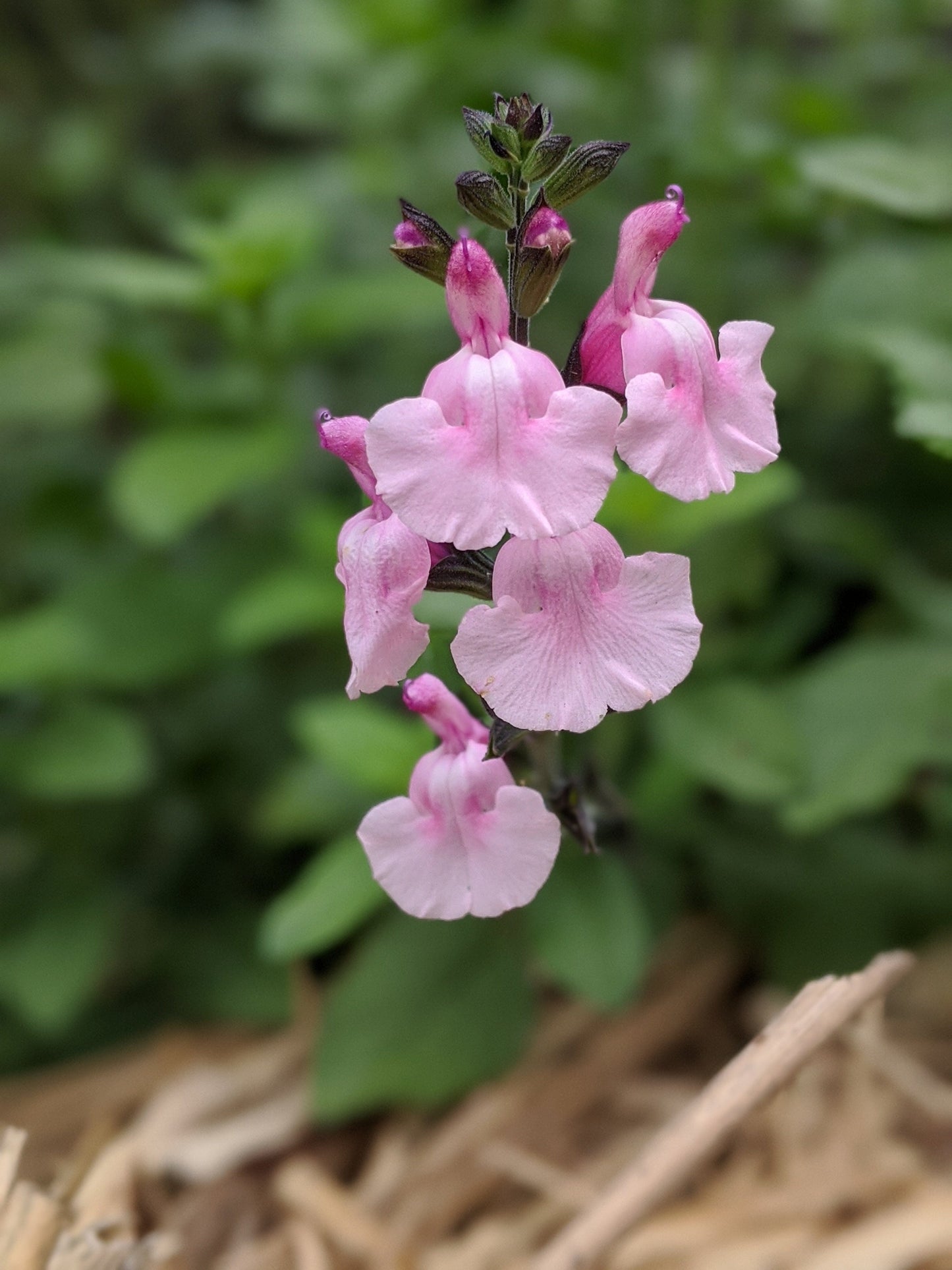 Salvia microphylla 'Angel Wings'