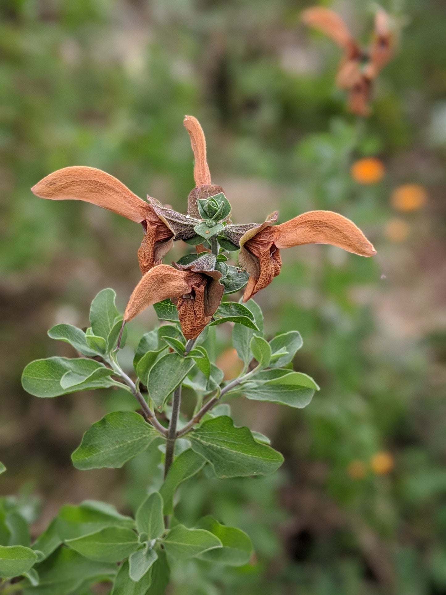 Salvia aurea