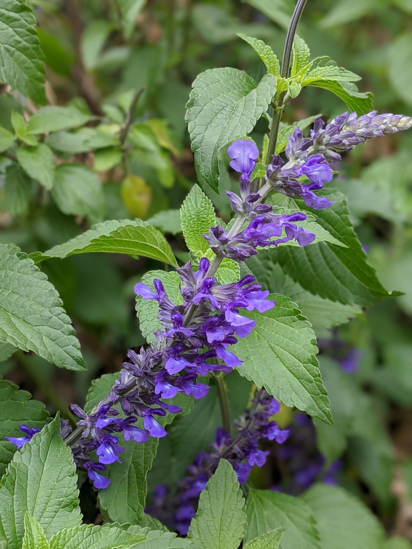 Salvia 'Indigo Spires'