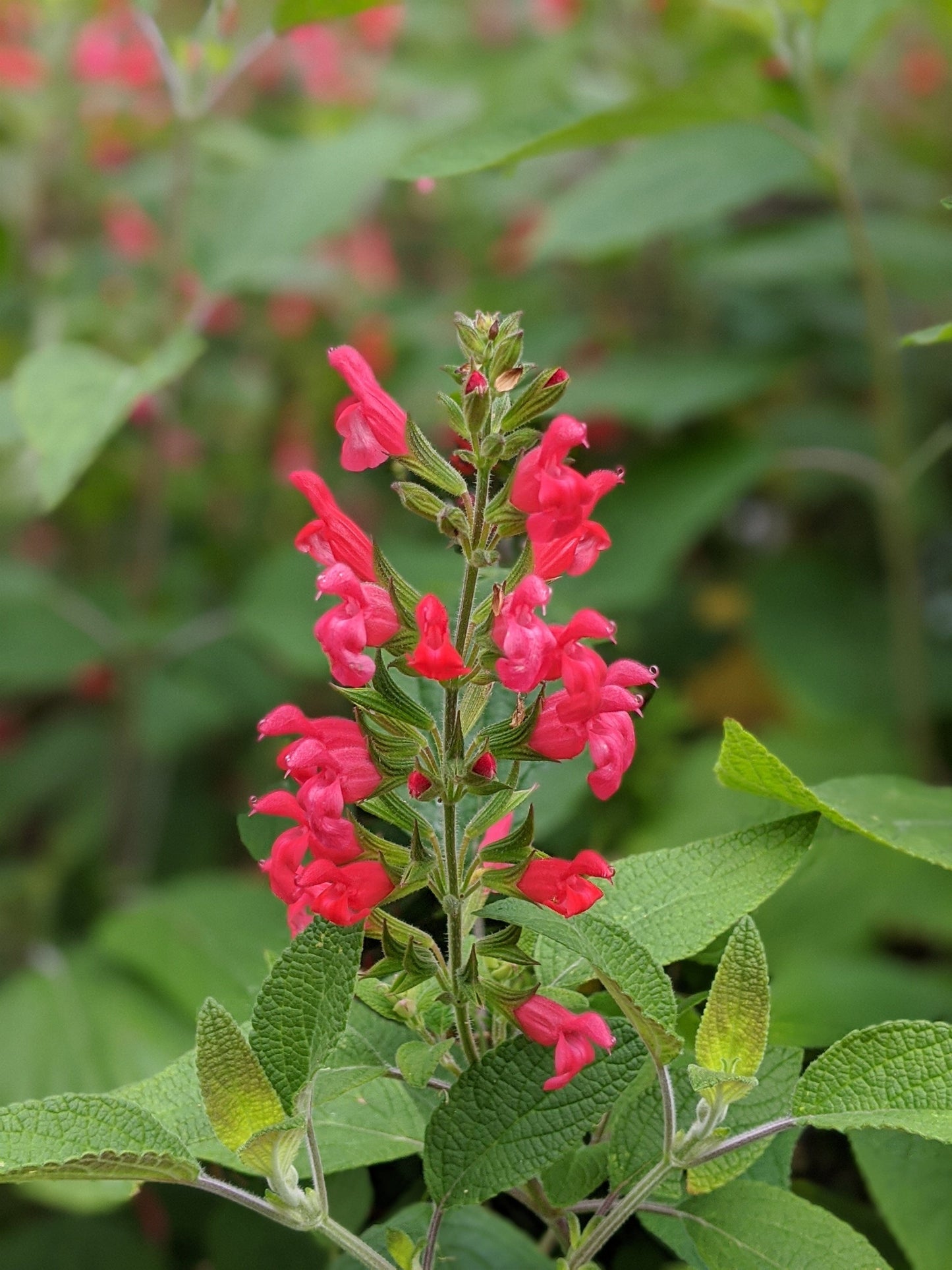 Salvia 'Follets Folly'