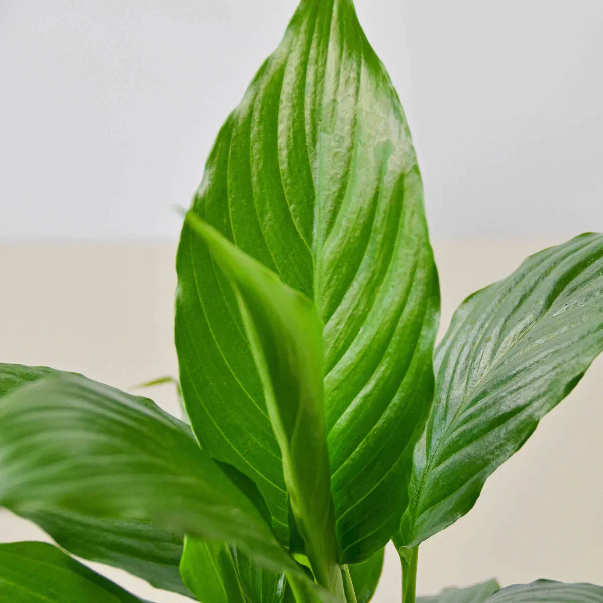 Peace Lily plant