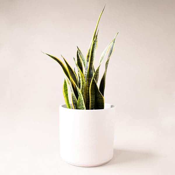 Sansevieria (Snake plant)