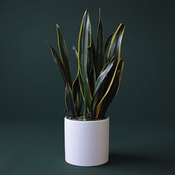 Sansevieria (Snake plant)