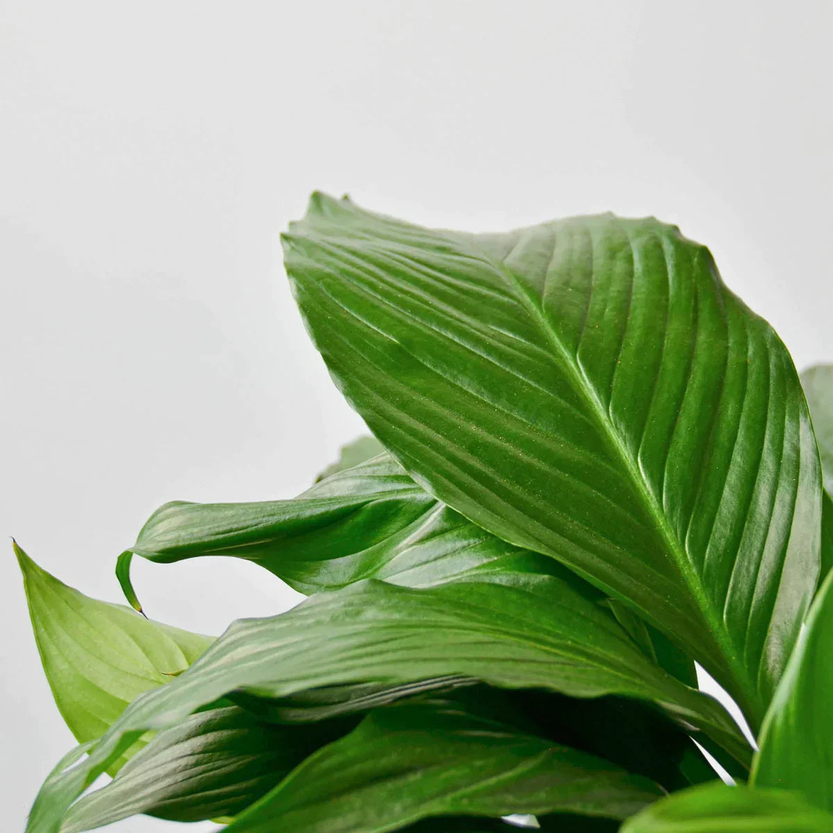 Peace Lily plant
