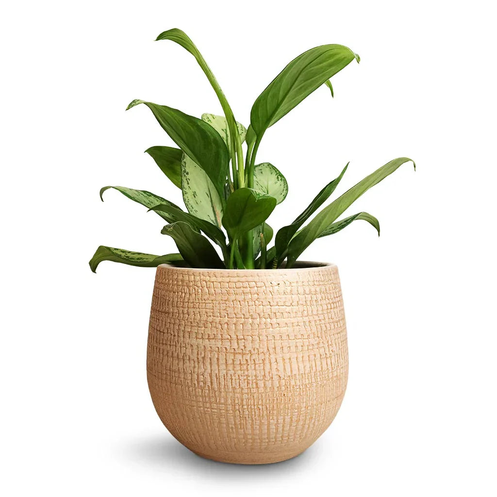 R Plant Pot Sand Gold