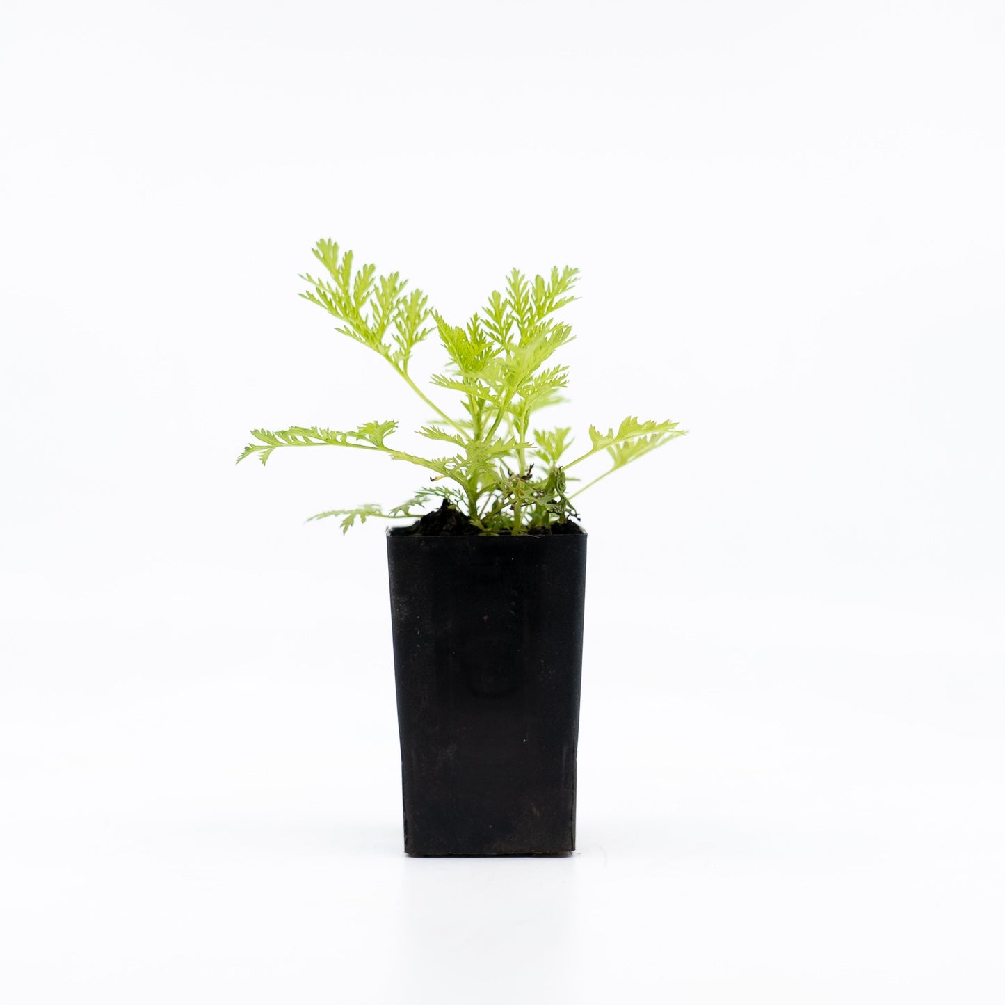 Sweet Wormwood