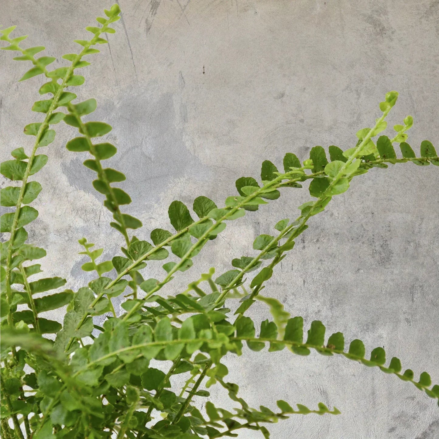 Lemon button fern