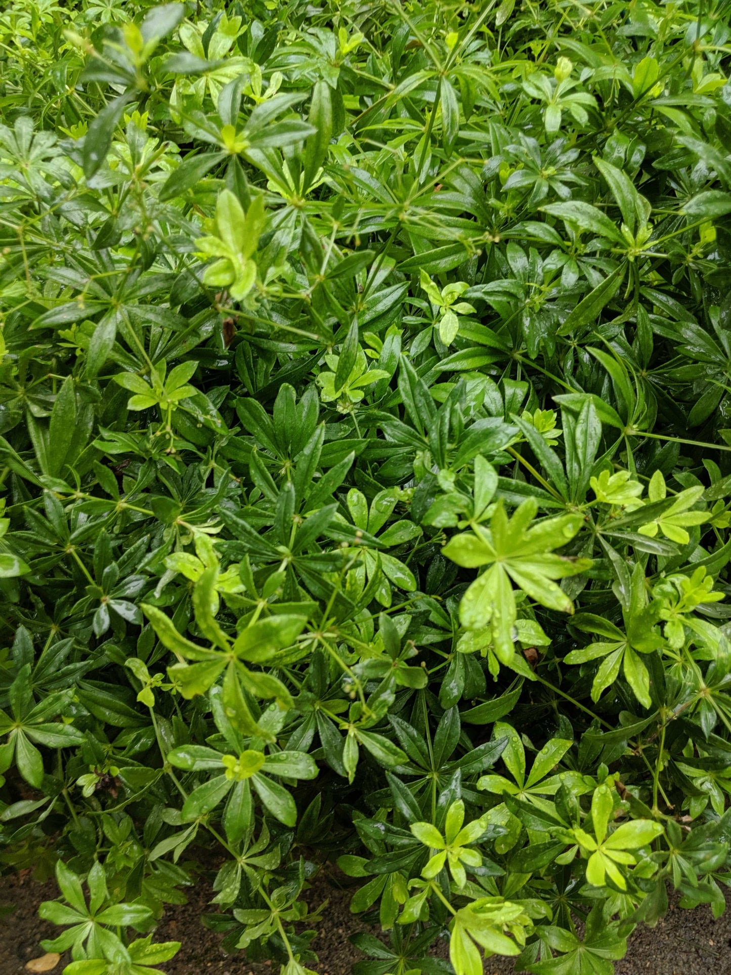 Woodruff