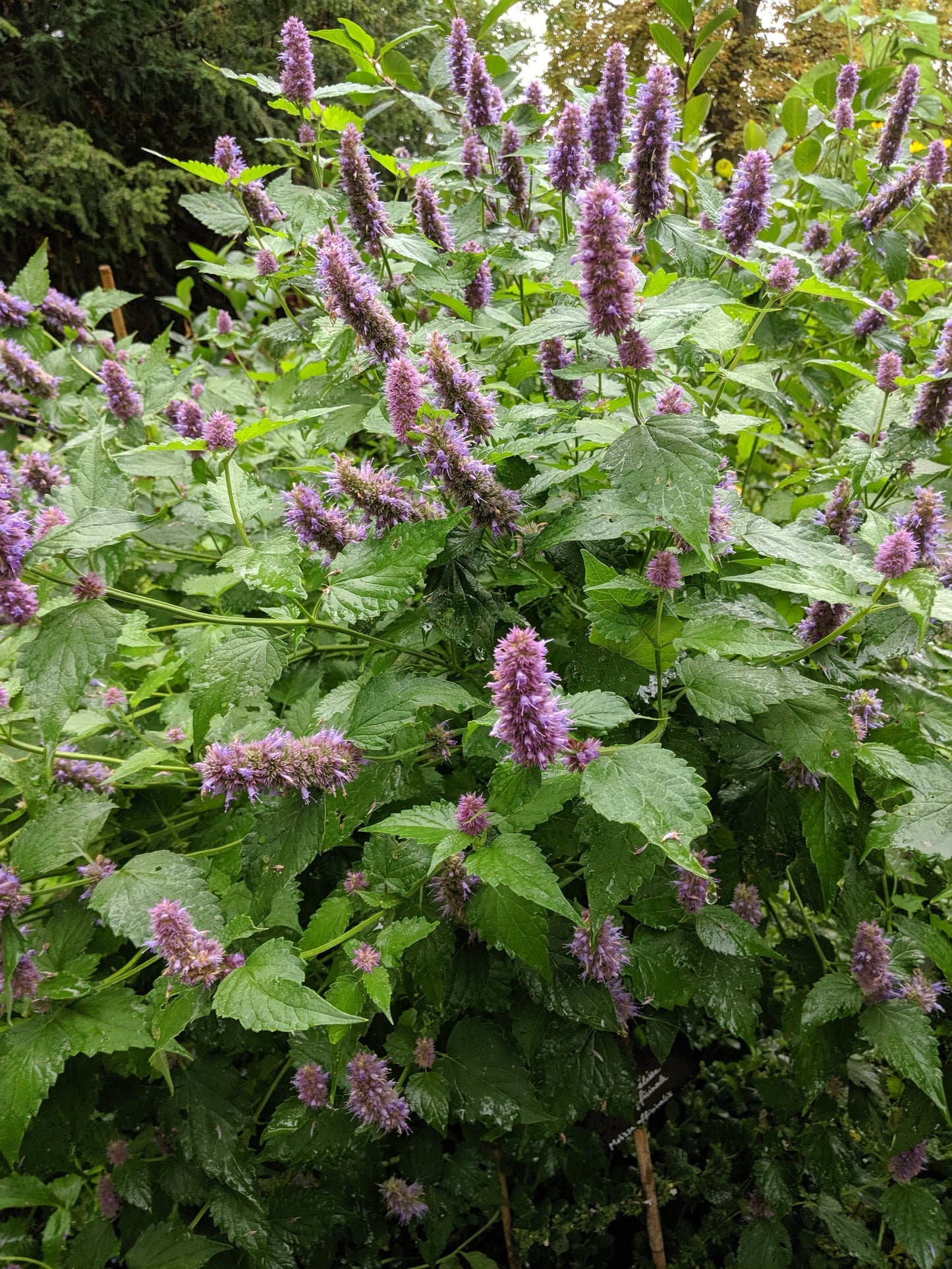 Anise Hyssop Flowers