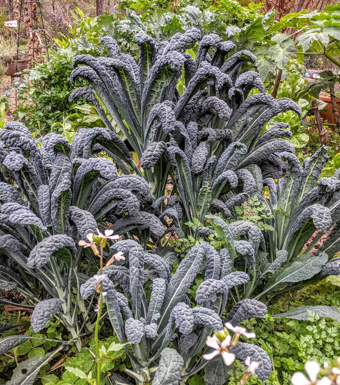 Kale - Black Toscana Kale