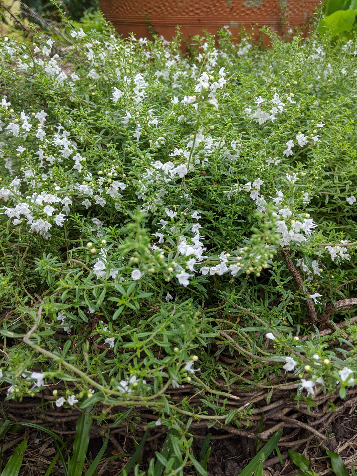 Savory - Prostrate Winter