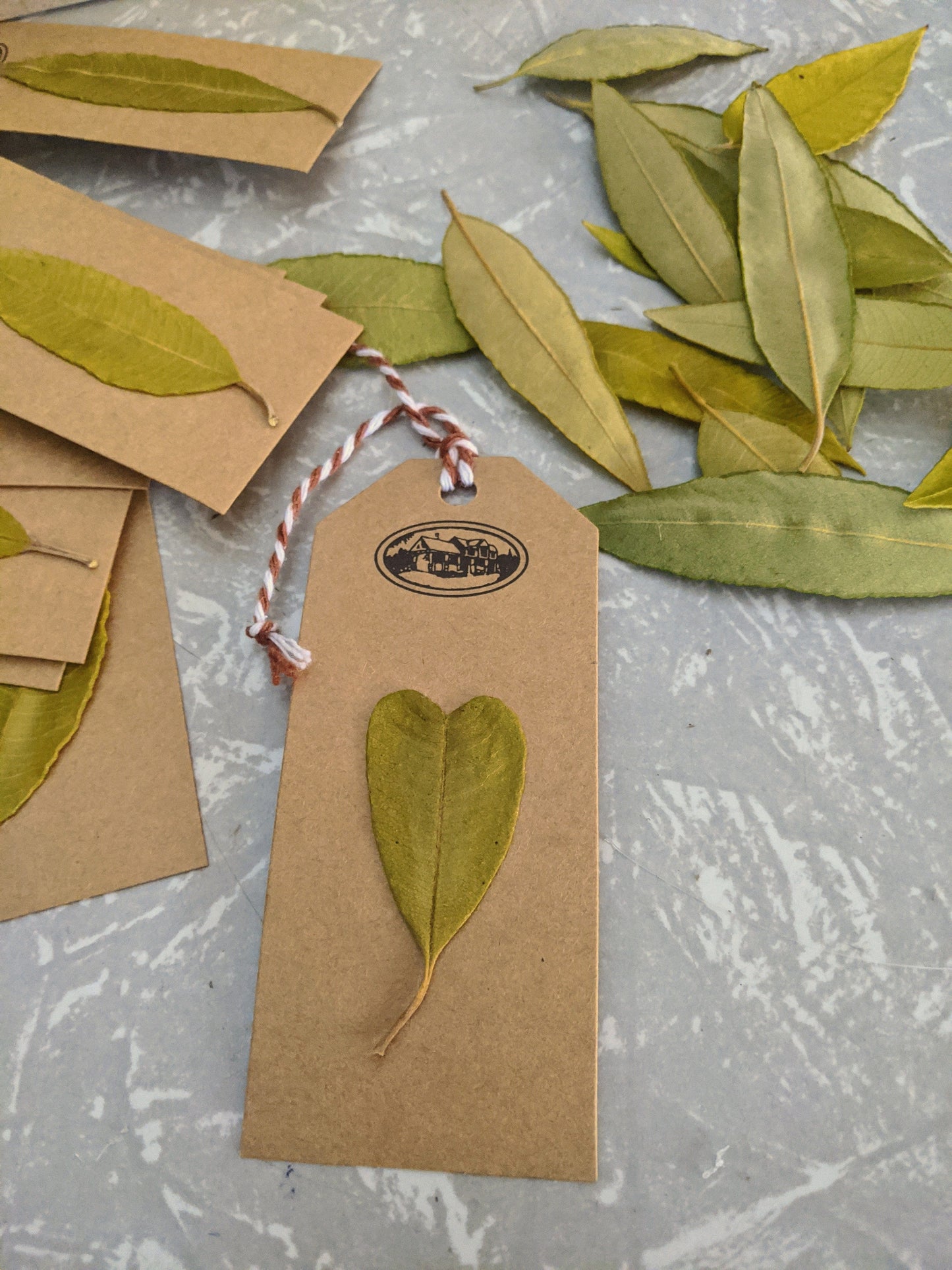 Lemon Myrtle