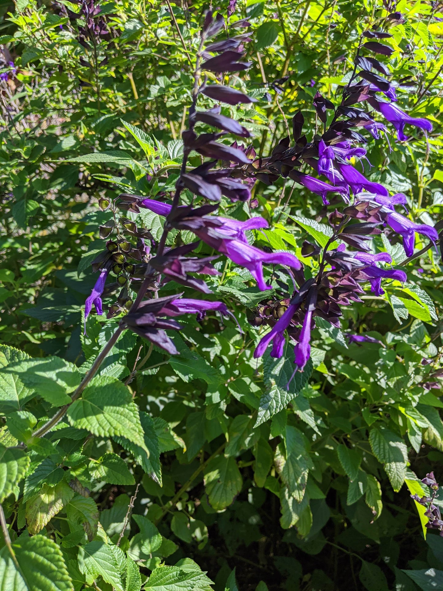Salvia 'Purple Majesty'