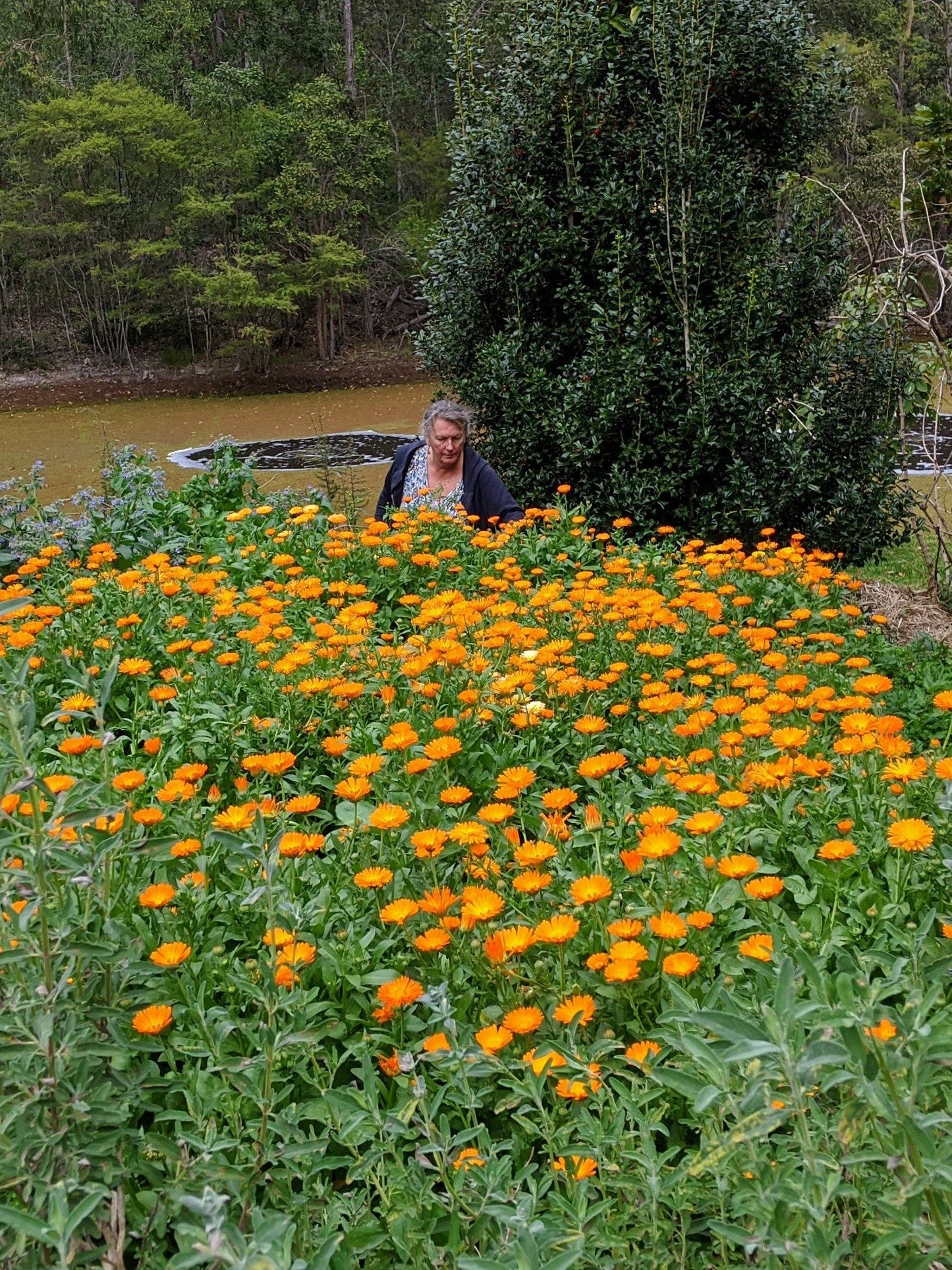 calendula plants