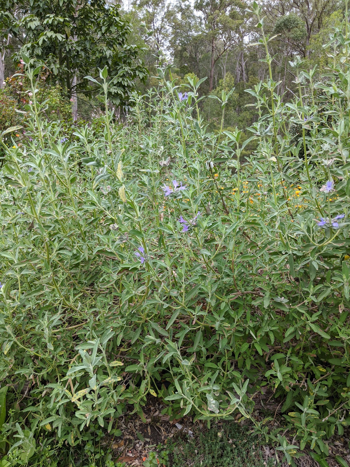 Salvia 'Celestial Blue'
