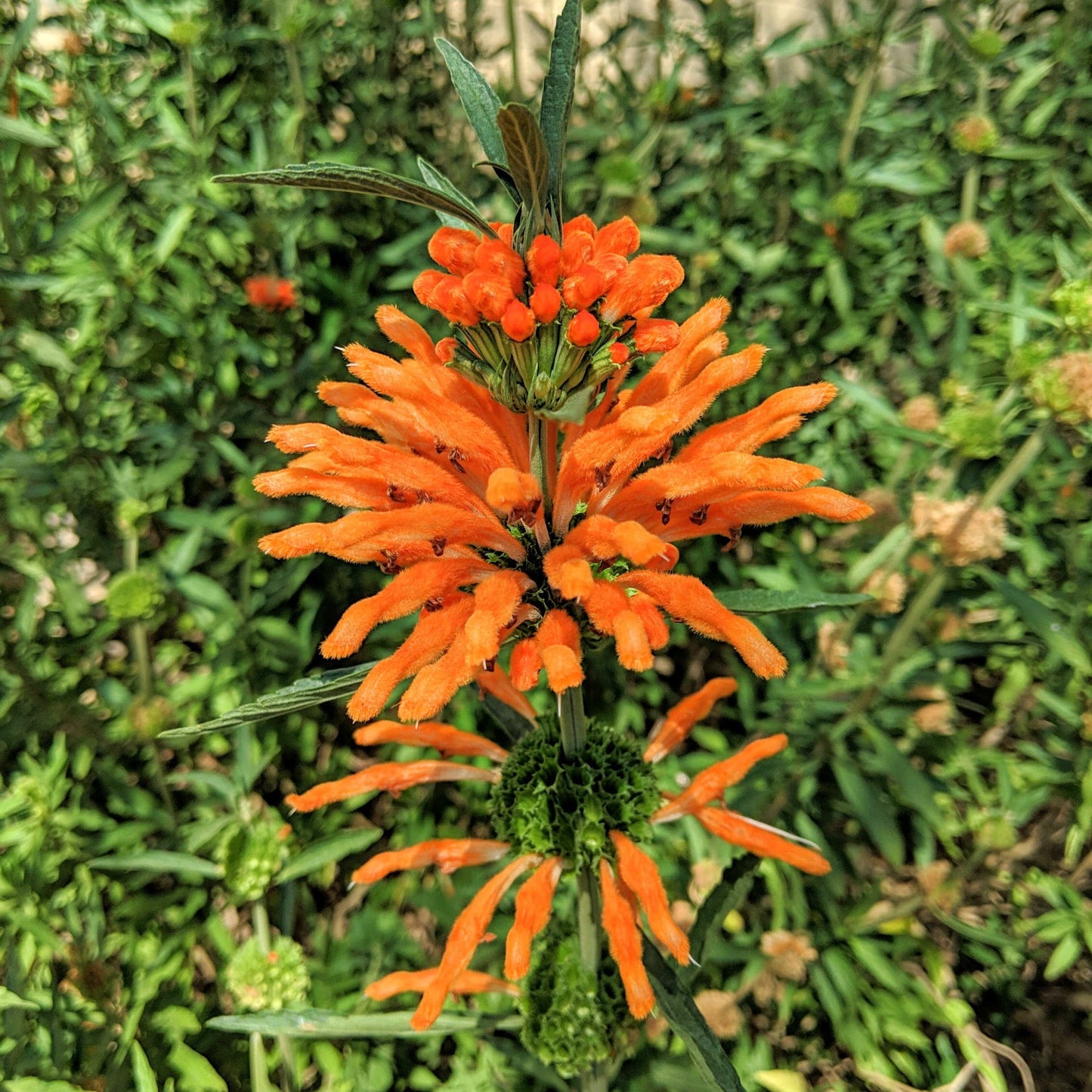 lion's tail plant