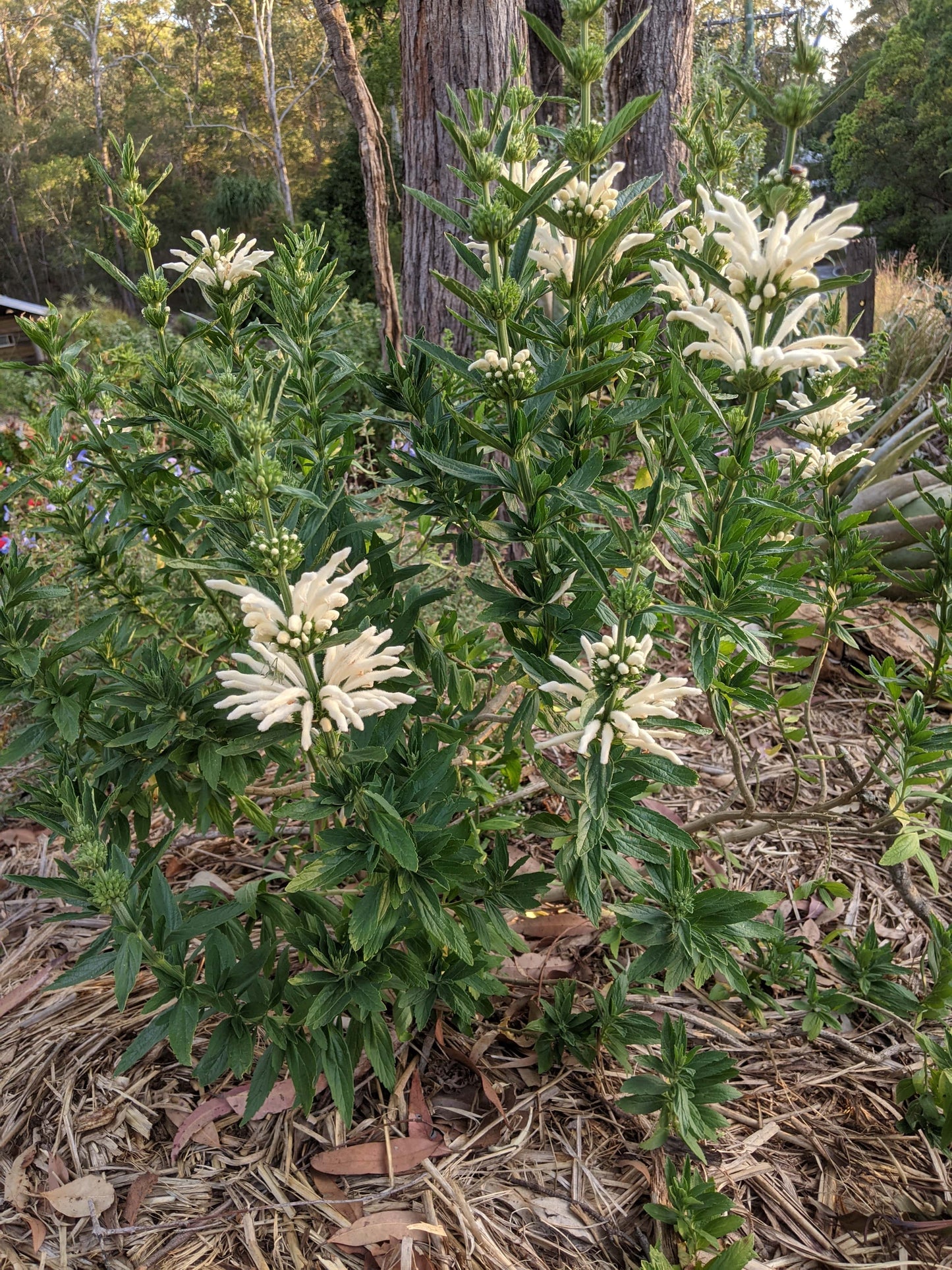 Lion's Tail - White