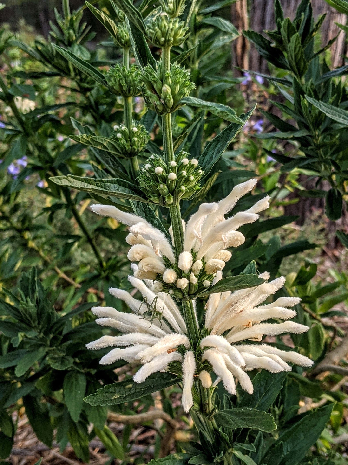 Lion's Tail - White