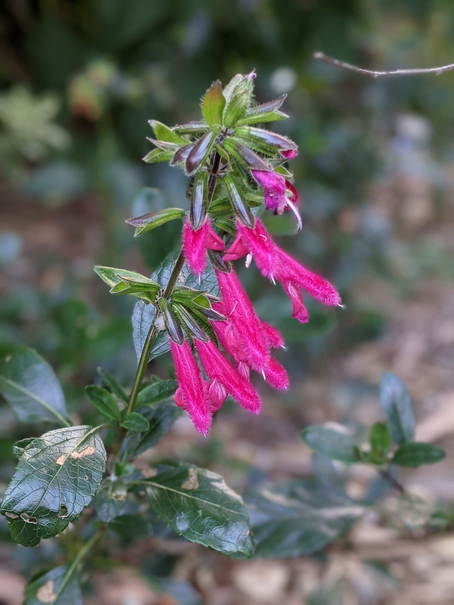 Salvia buchananii
