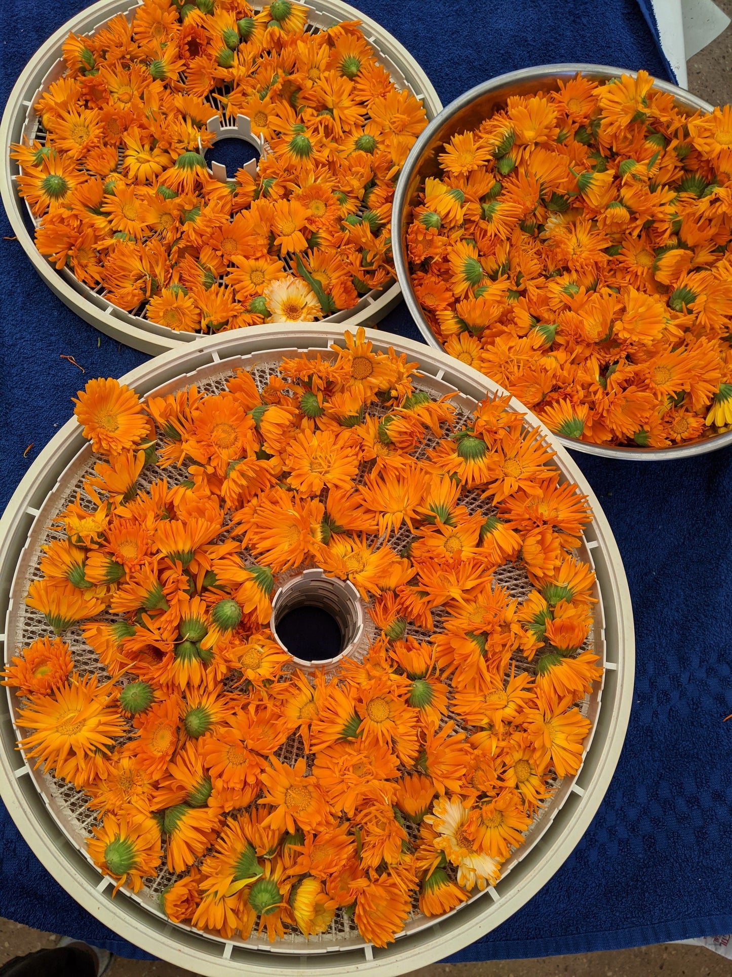 calendula flowers
