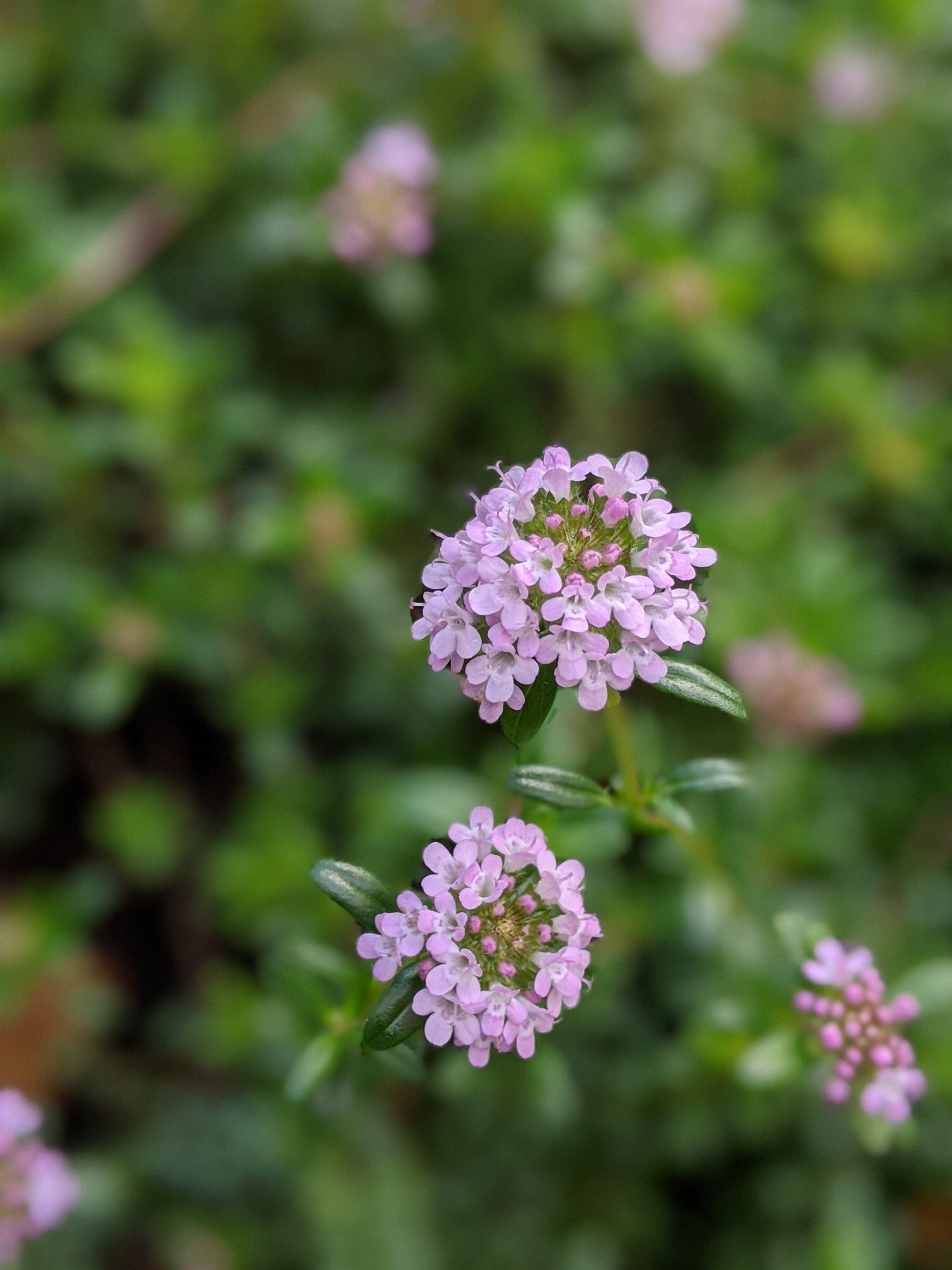 Thyme - Cretan Thyme