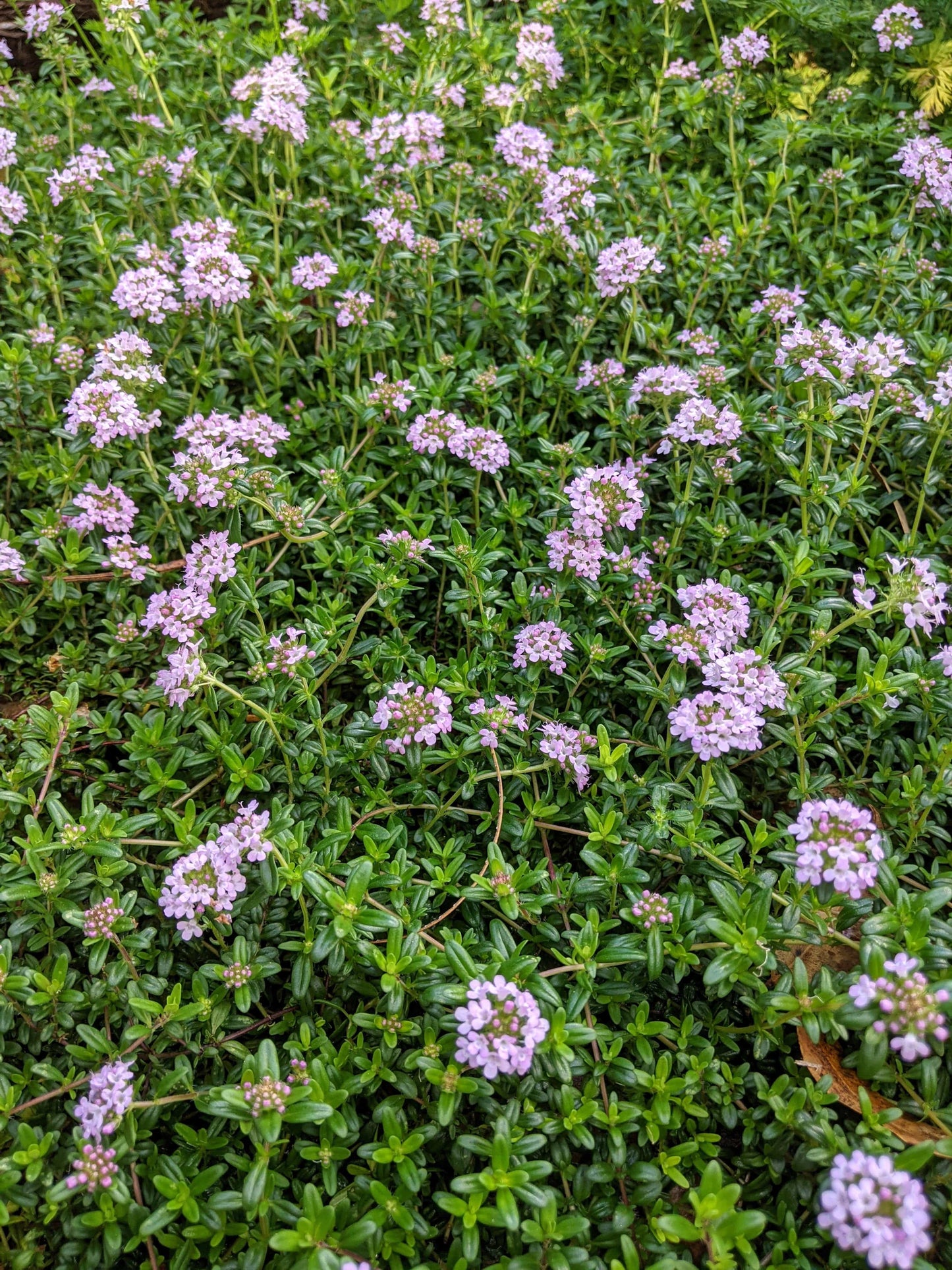 Thyme - Cretan Thyme