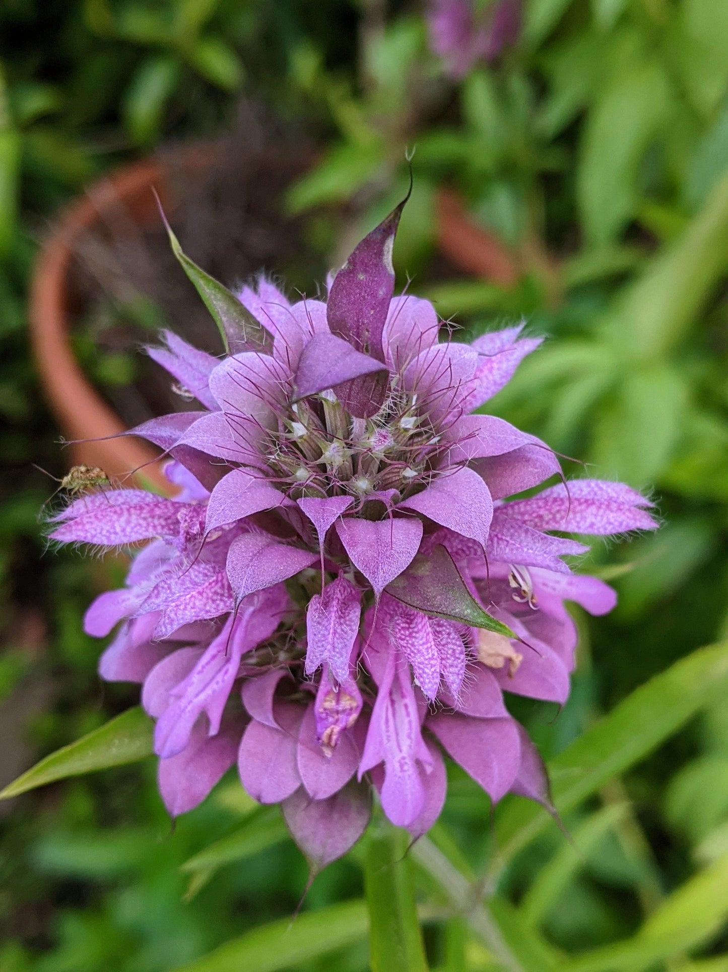 Bergamot - Lemon Bergamot