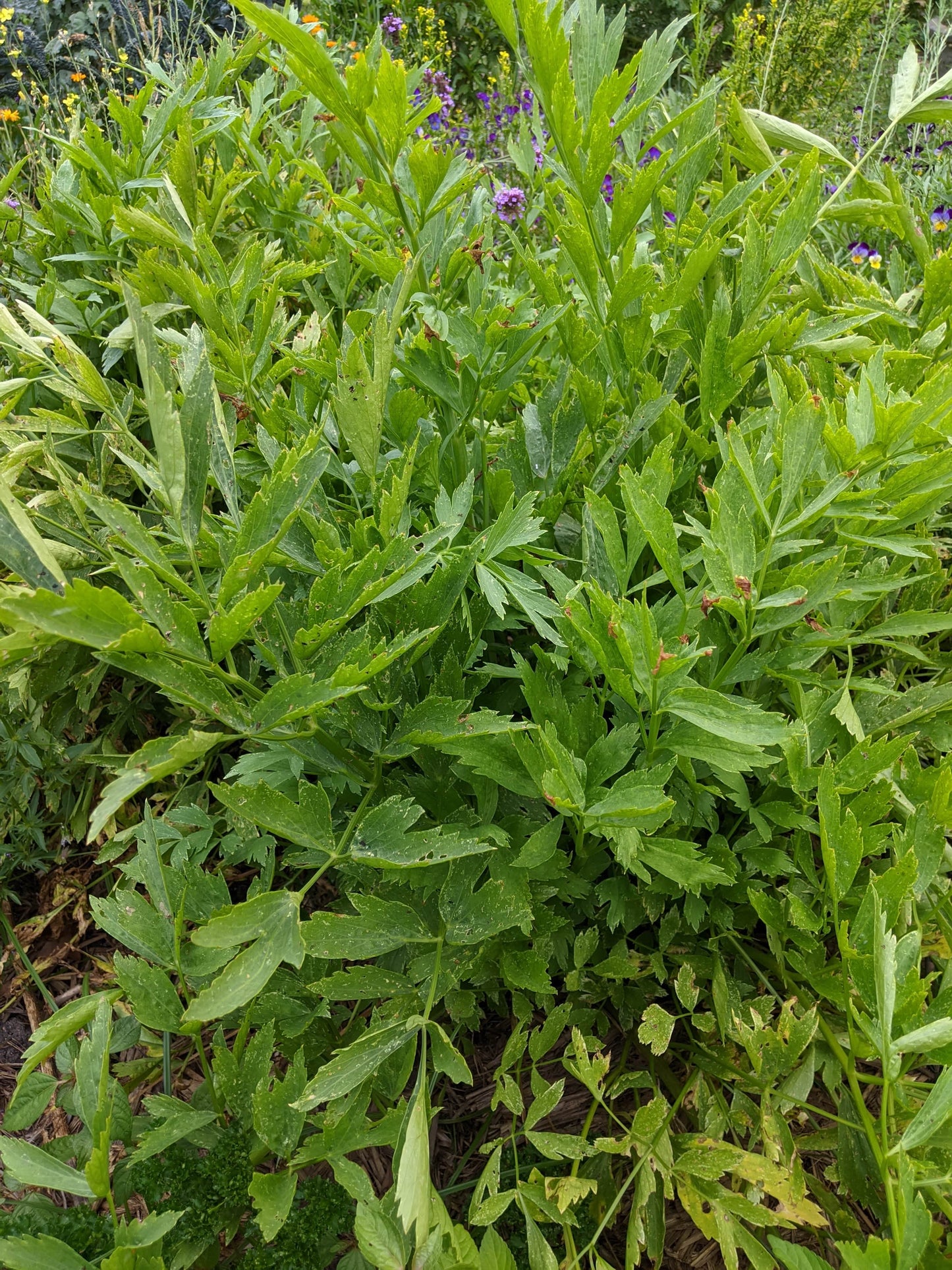Lovage