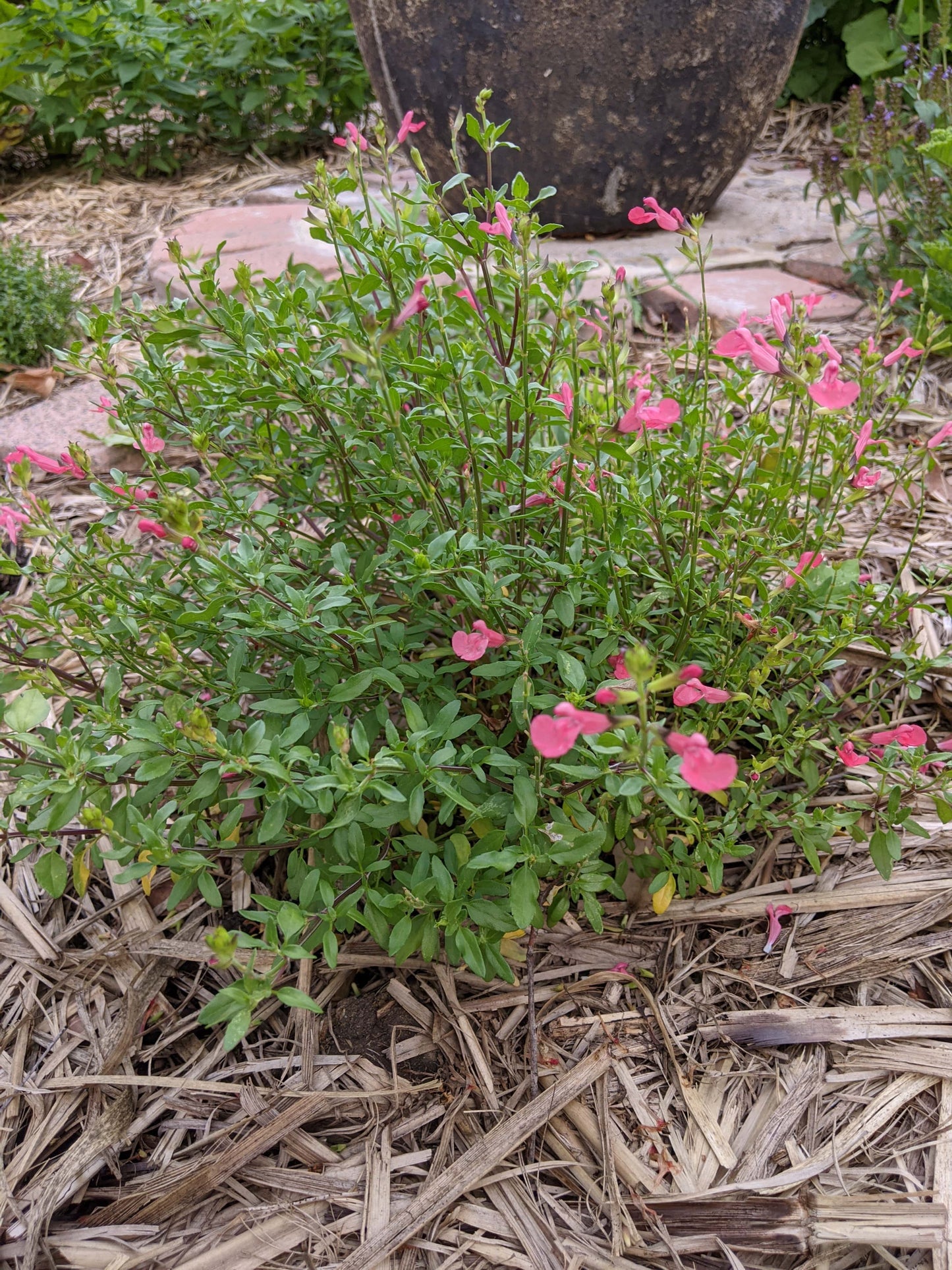 Salvia microphylla 'Baby Sage'