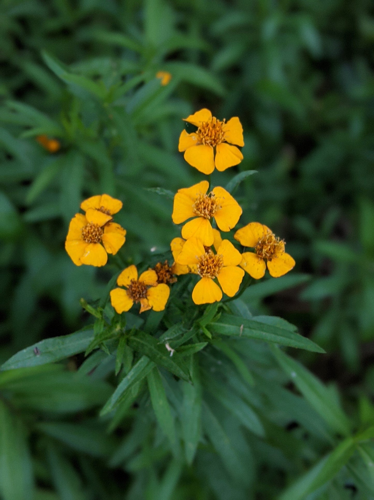 Mexican Tarragon