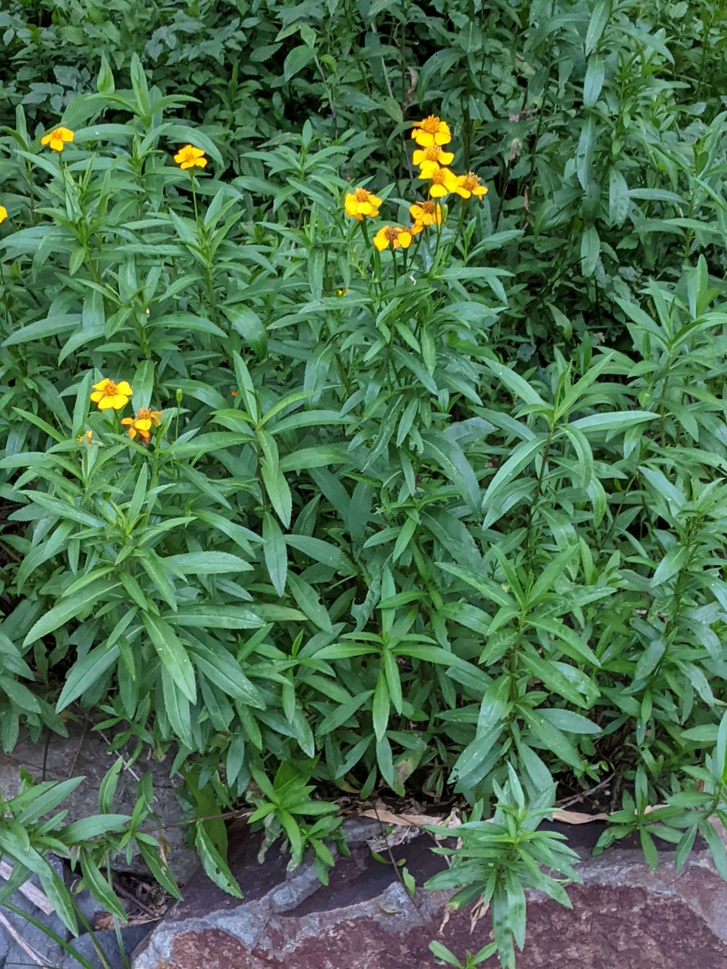 Mexican Tarragon
