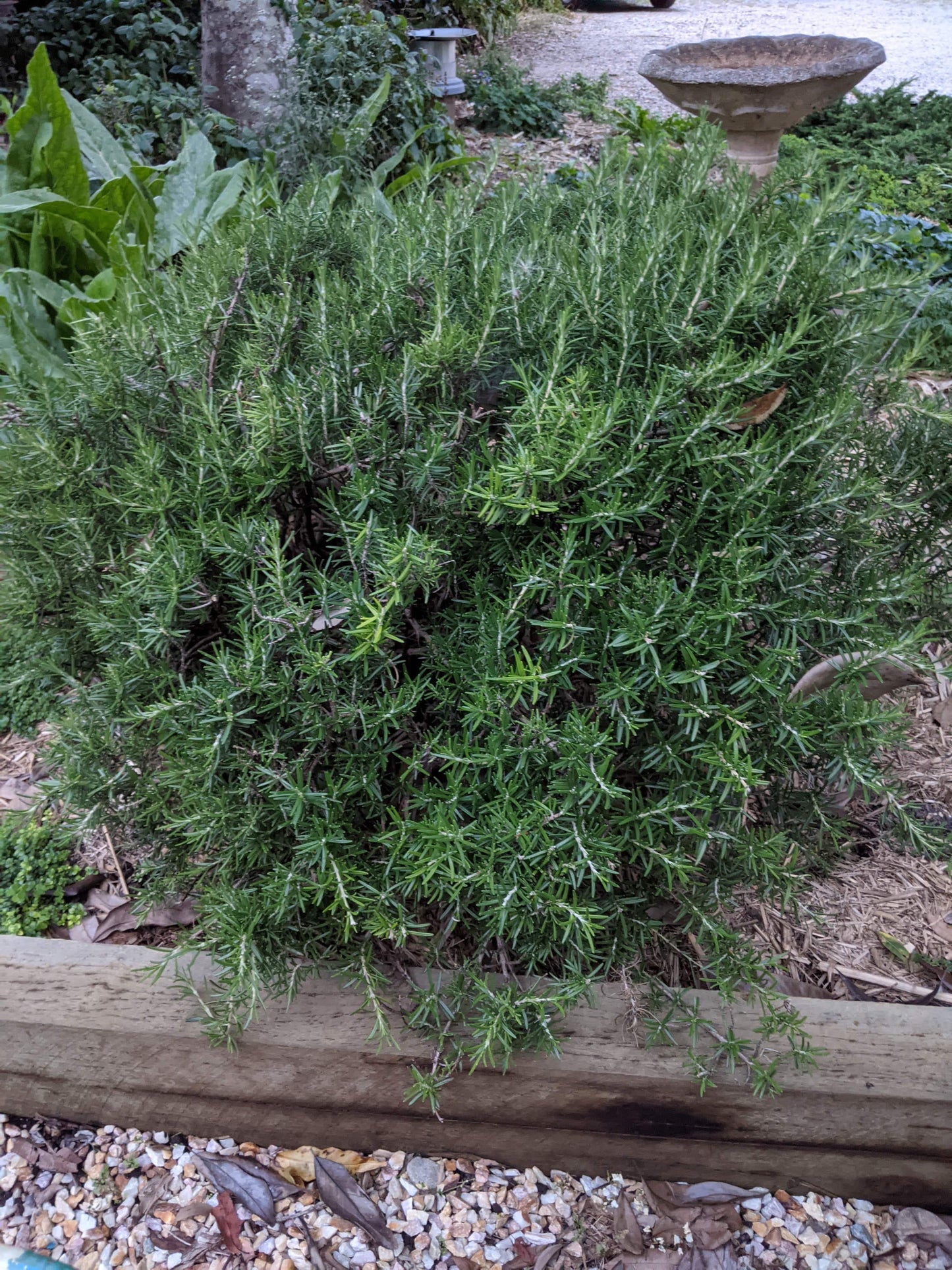 Rosemary - Blue Lagoon Rosemary