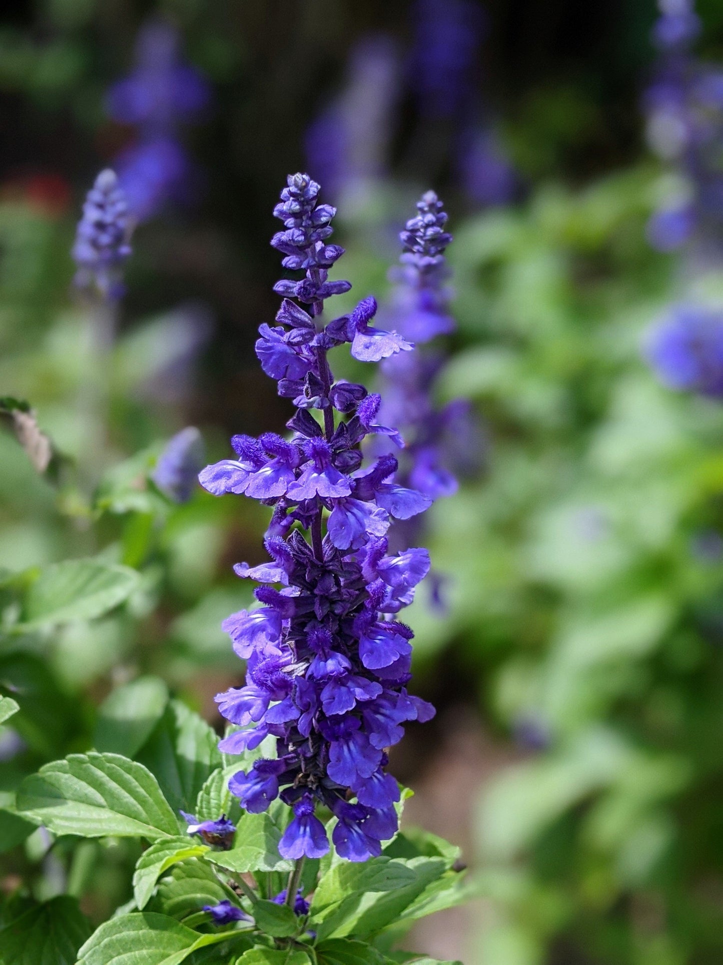 Salvia 'Mystic Spires'
