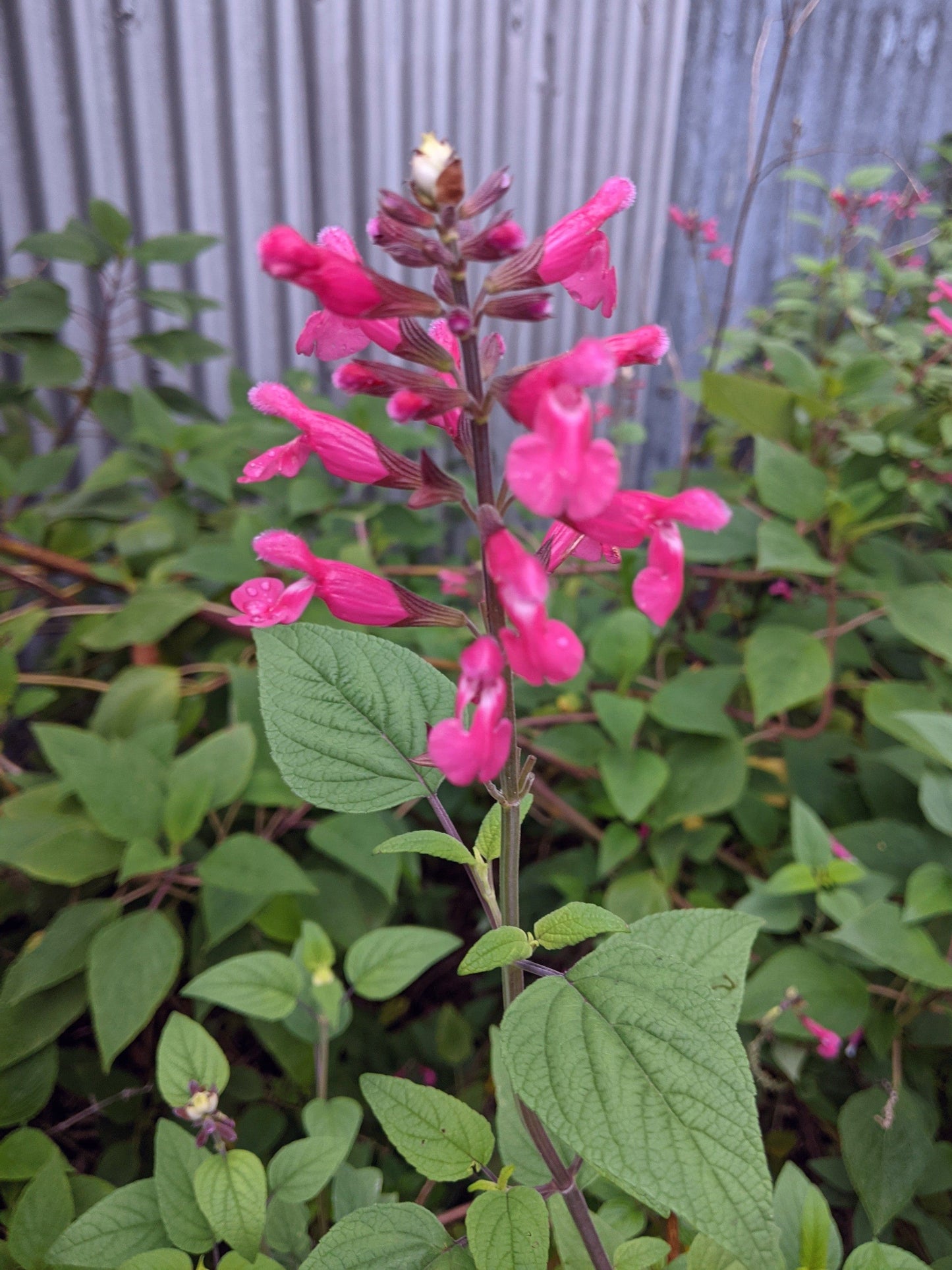 Salvia involucrata 'Joan'