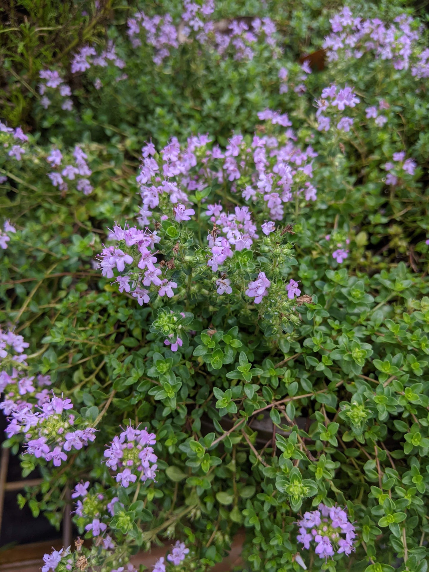 Thyme - Pink Matting Thyme