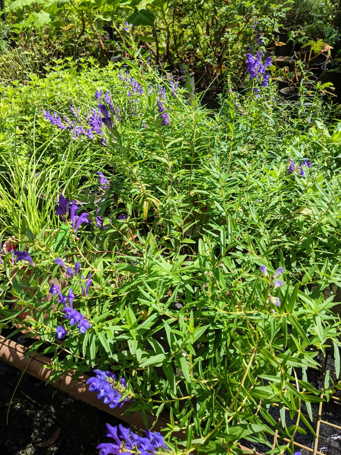 Baikal Skullcap