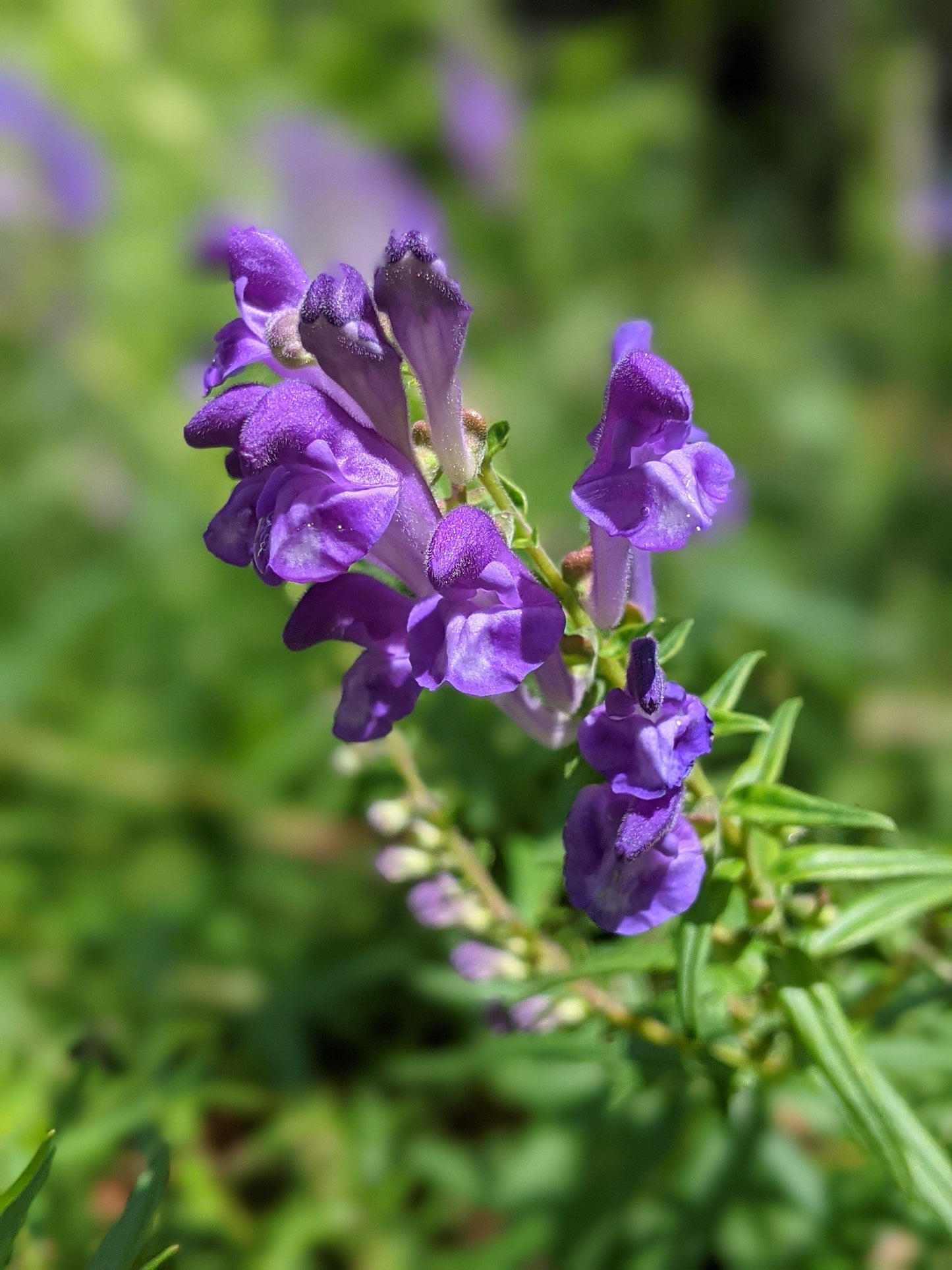 Baikal Skullcap