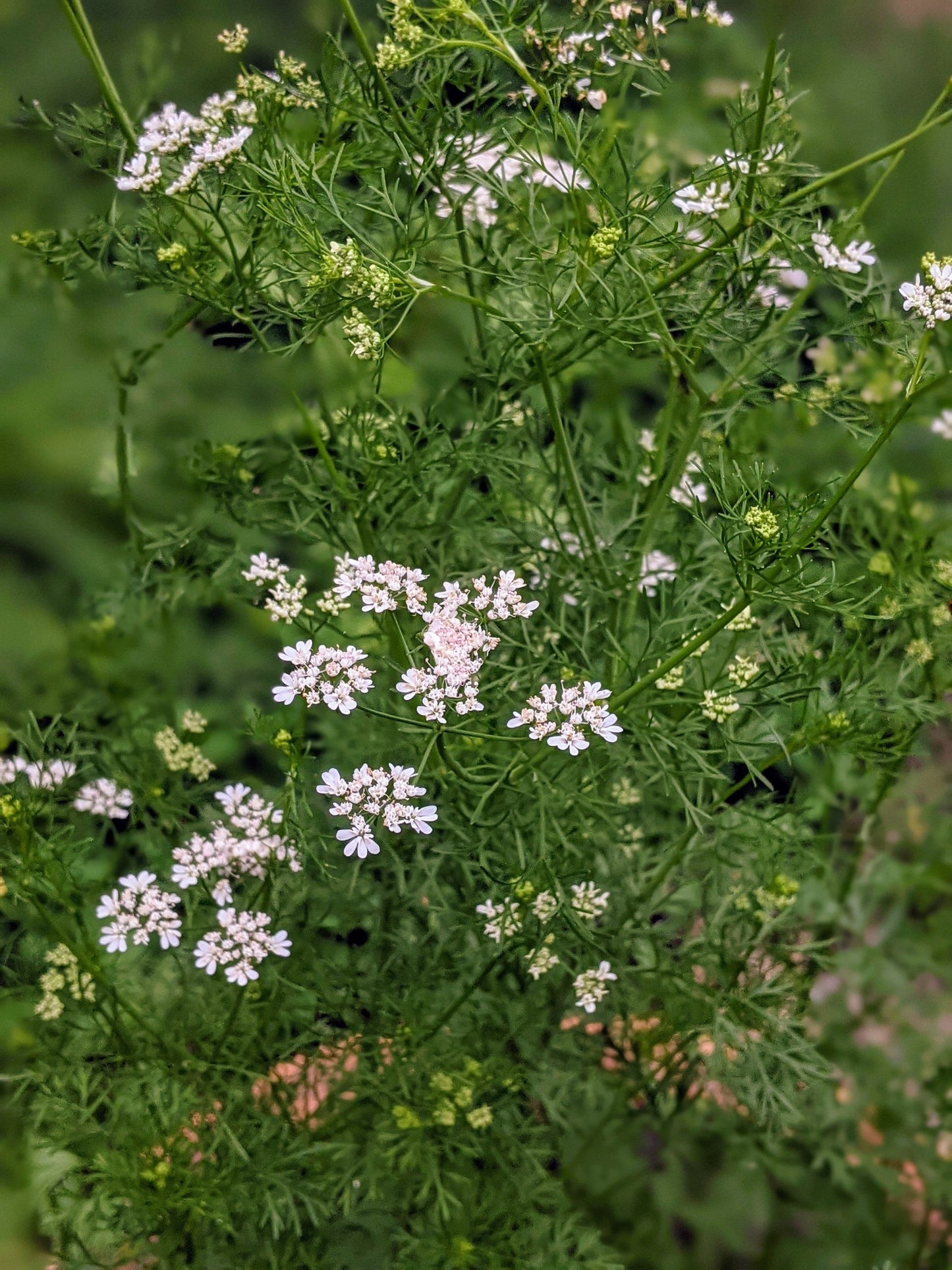 Coriander