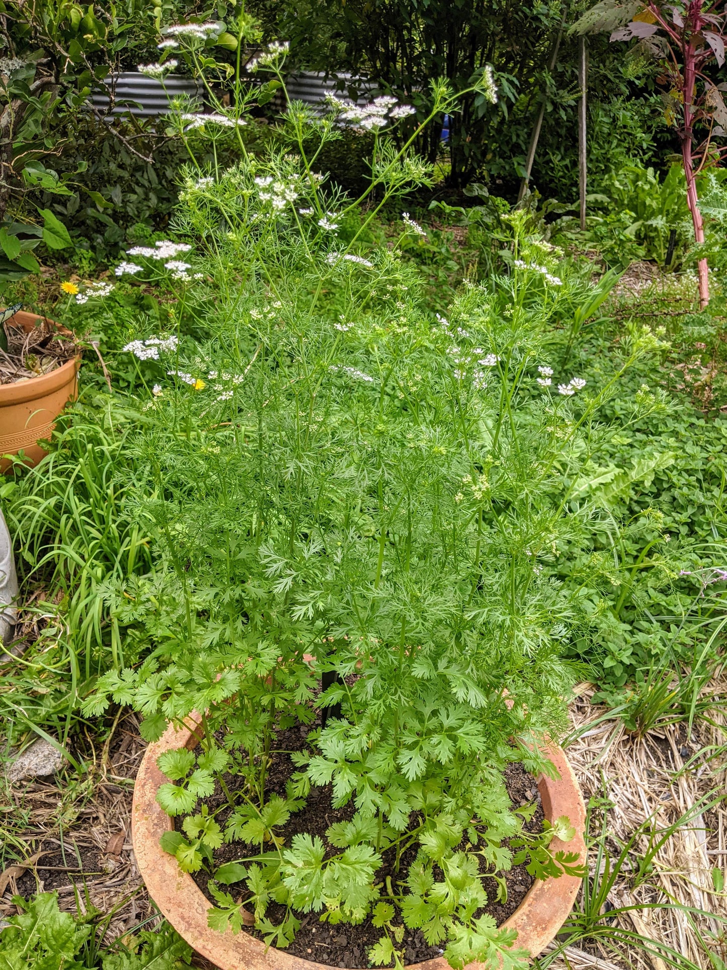Coriander