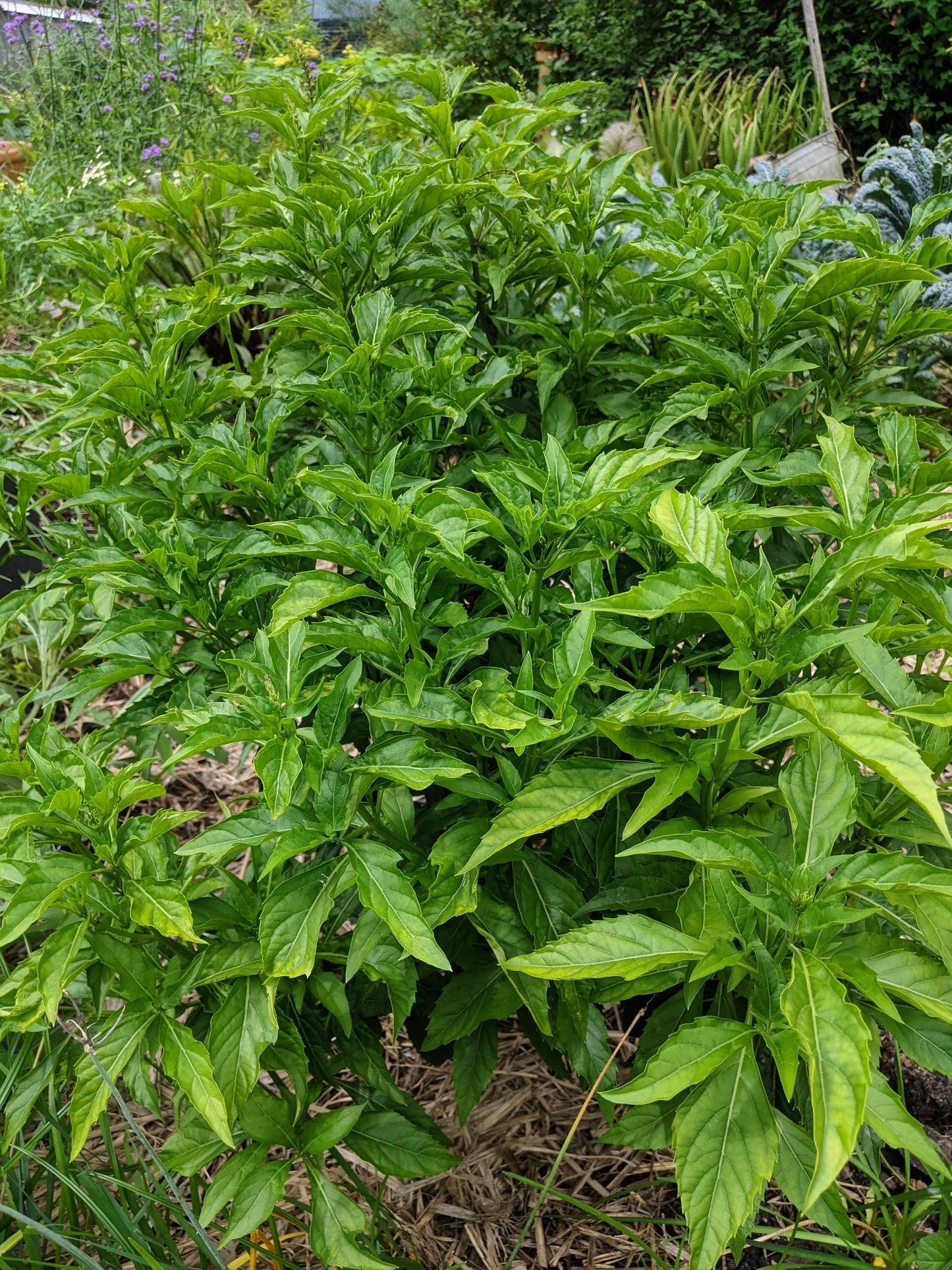 Basil - Green Pepper Basil