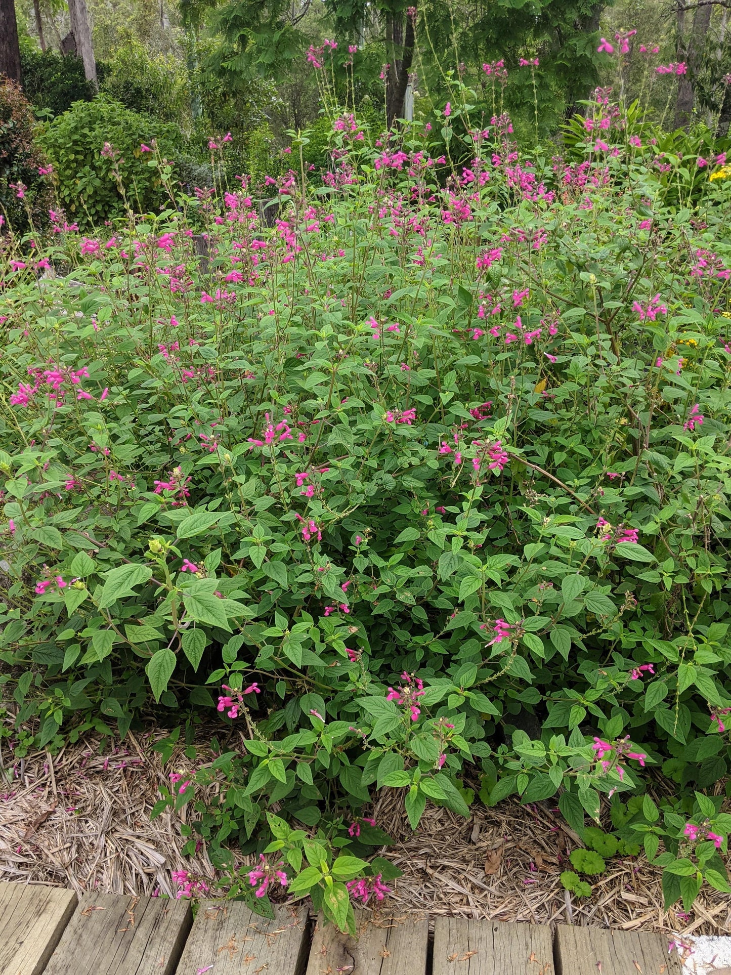 Salvia involucrata 'Joan'
