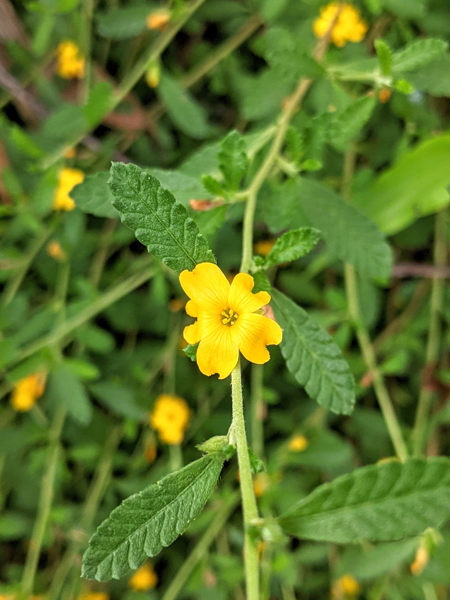 damiana flowers