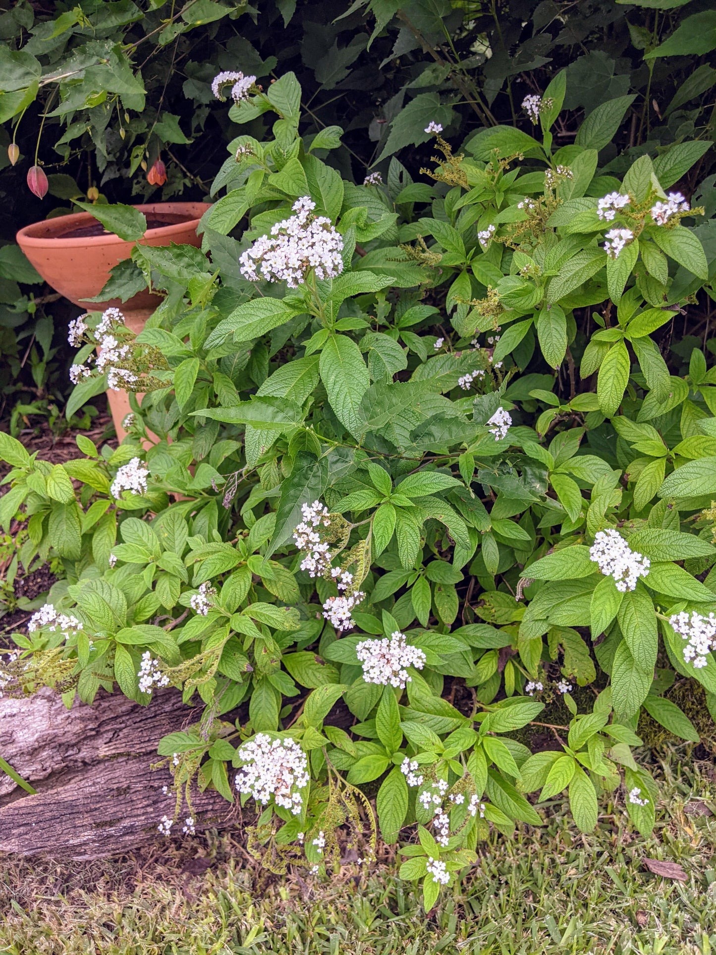 Heliotrope arborescens 'White'