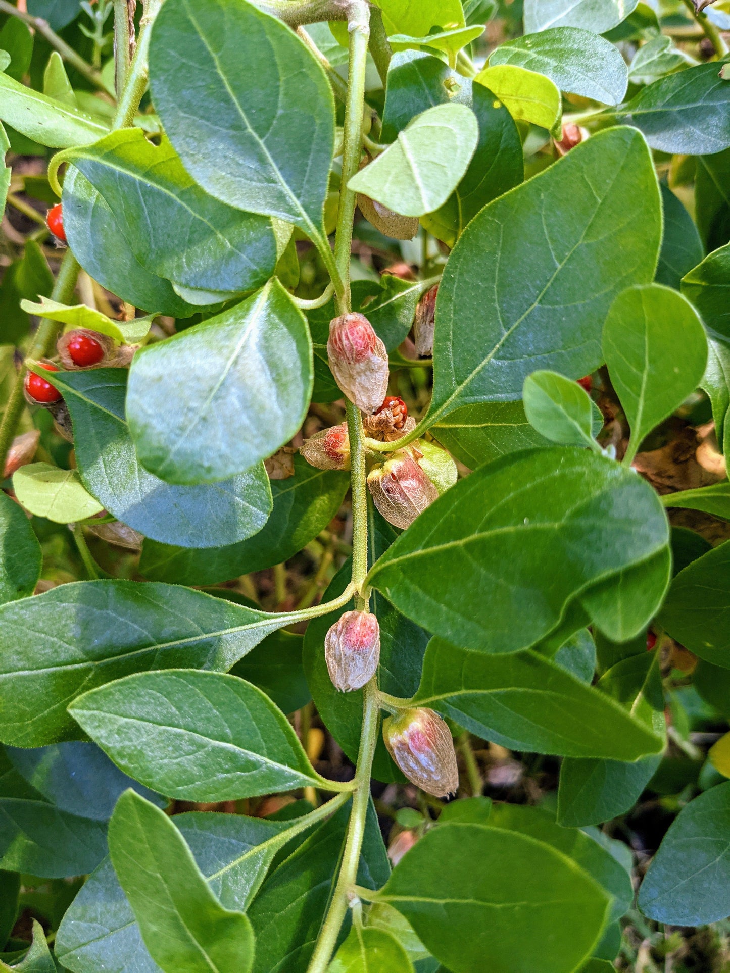 indian ginseng