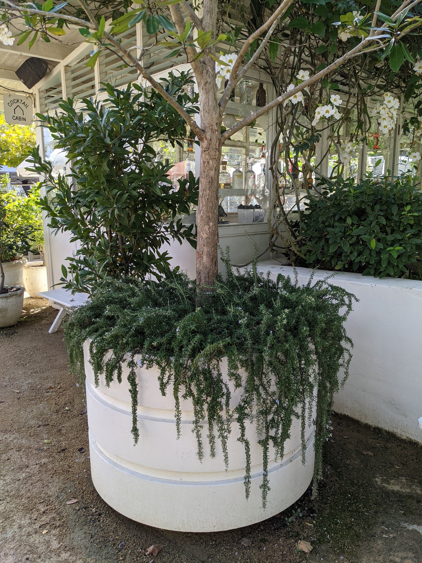 Rosemary - Prostrate Rosemary
