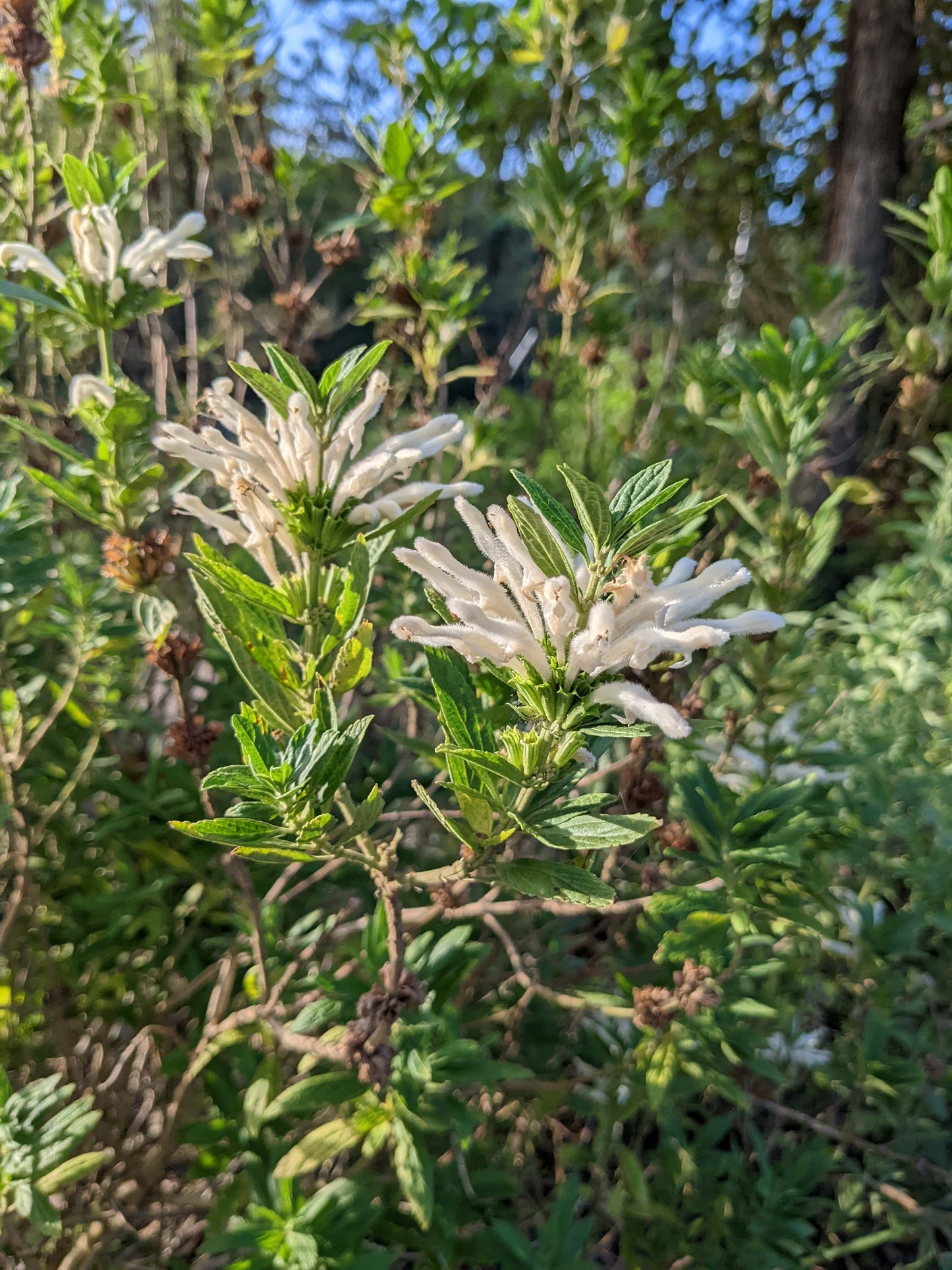 Lion's Tail - White